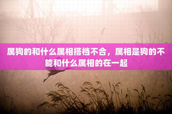 属狗的和什么属相搭档不合,属相是狗的不能和什么属相的在一起
