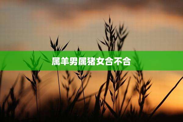 属羊男属猪女合不合