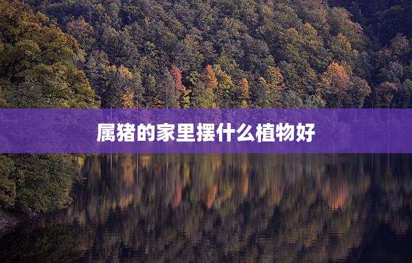 属猪的家里摆什么植物好