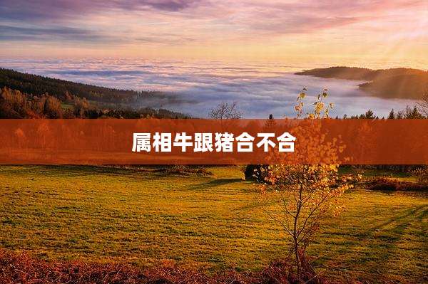 属相牛跟猪合不合