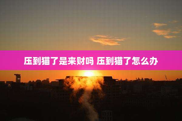 压到猫了是来财吗 压到猫了怎么办