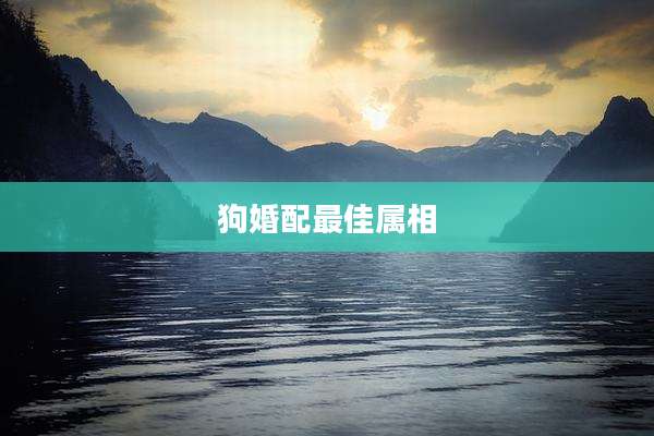 狗婚配最佳属相