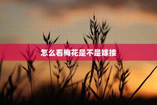 怎么看梅花是不是嫁接