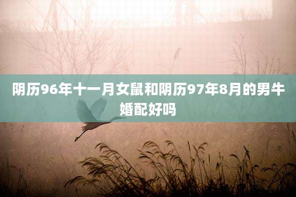 阴历96年十一月女鼠和阴历97年8月的男牛婚配好吗