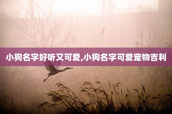 小狗名字好听又可爱,小狗名字可爱宠物吉利