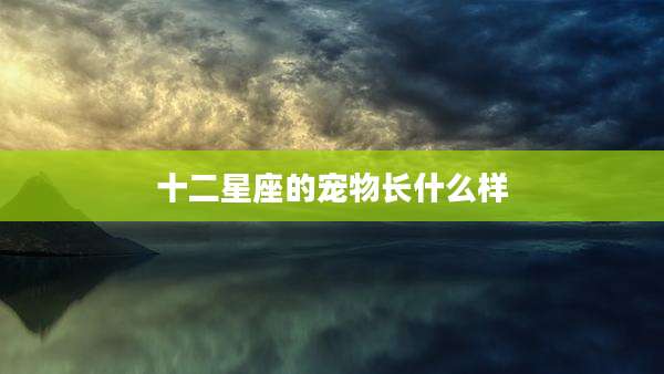 十二星座的宠物长什么样