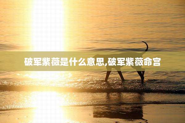 破军紫薇是什么意思,破军紫薇命宫