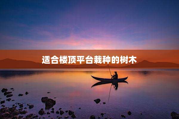 适合楼顶平台栽种的树木