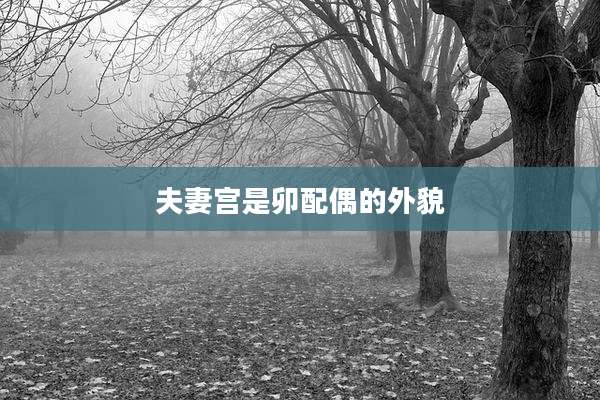 夫妻宫是卯配偶的外貌