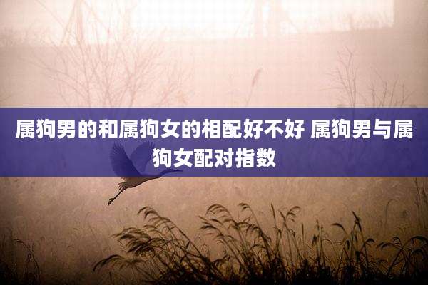 属狗男的和属狗女的相配好不好 属狗男与属狗女配对指数