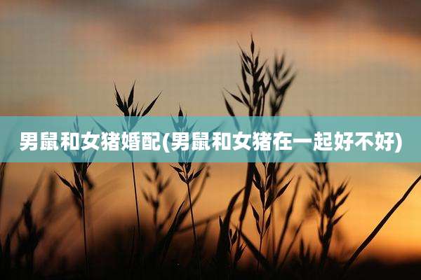 男鼠和女猪婚配(男鼠和女猪在一起好不好)
