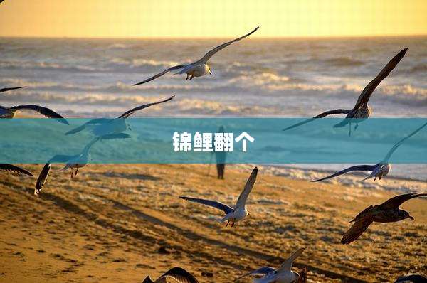 锦鲤翻个