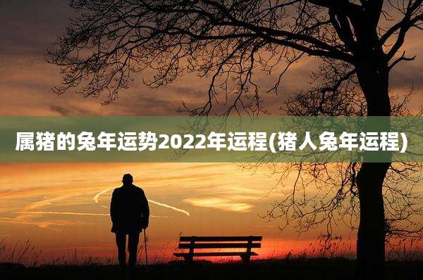 属猪的兔年运势2022年运程(猪人兔年运程)
