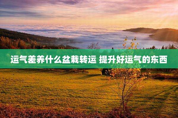 运气差养什么盆栽转运 提升好运气的东西