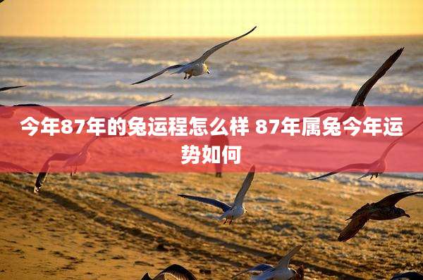 今年87年的兔运程怎么样 87年属兔今年运势如何