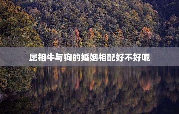 属相牛与狗的婚姻相配好不好呢