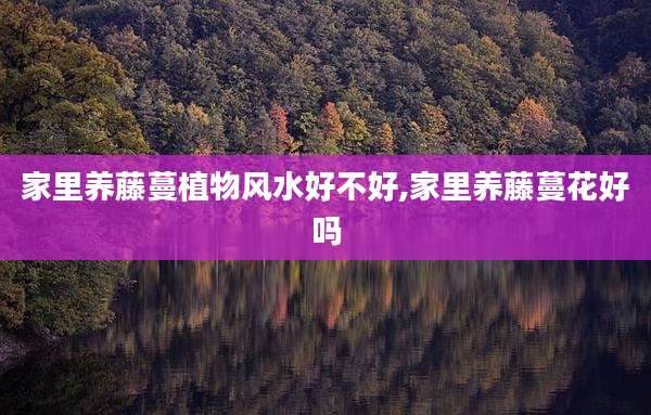 家里养藤蔓植物风水好不好,家里养藤蔓花好吗