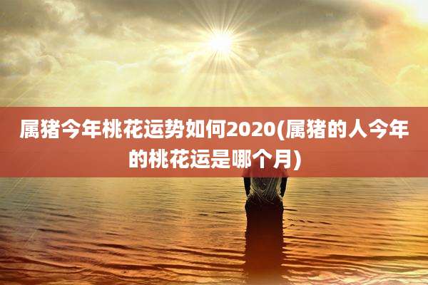 属猪今年桃花运势如何2020(属猪的人今年的桃花运是哪个月)