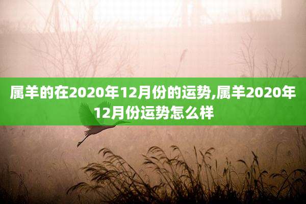 属羊的在2020年12月份的运势,属羊2020年12月份运势怎么样