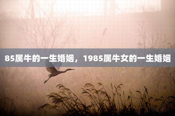 85属牛的一生婚姻，1985属牛女的一生婚姻