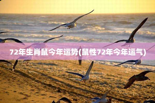 72年生肖鼠今年运势(鼠性72年今年运气)