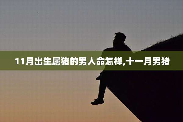 11月出生属猪的男人命怎样,十一月男猪