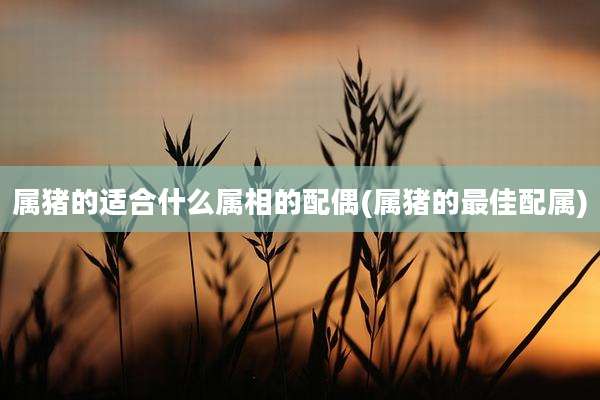 属猪的适合什么属相的配偶(属猪的最佳配属)