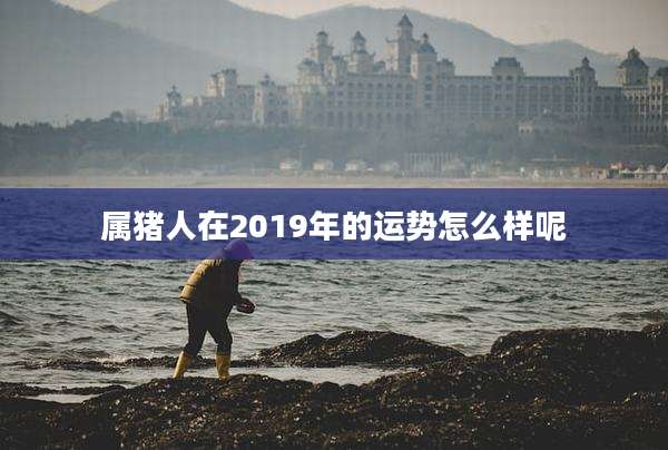 属猪人在2019年的运势怎么样呢