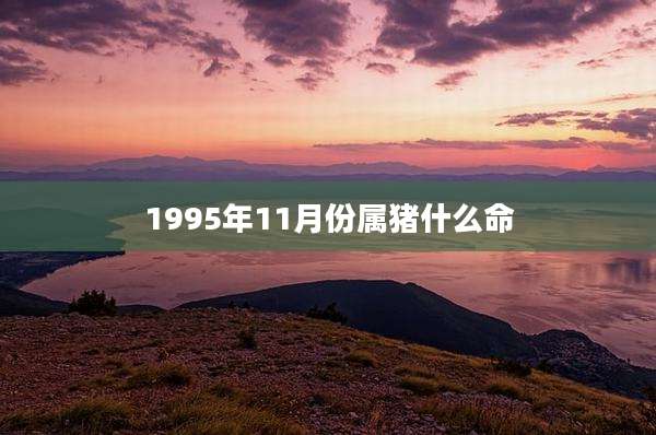 1995年11月份属猪什么命