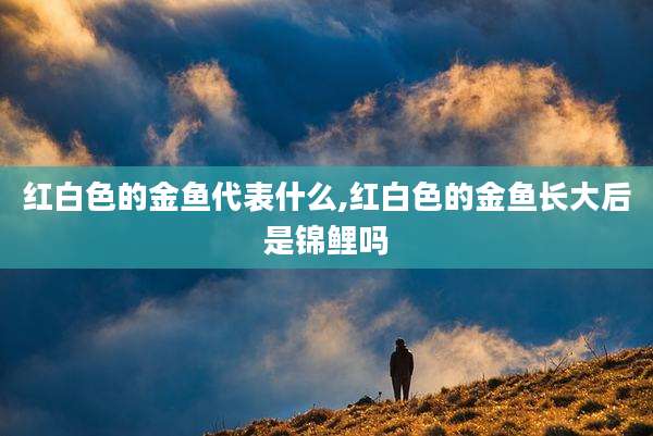 红白色的金鱼代表什么,红白色的金鱼长大后是锦鲤吗