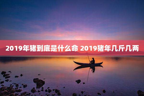 2019年猪到底是什么命 2019猪年几斤几两