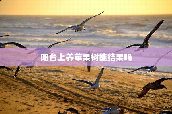 阳台上养苹果树能结果吗