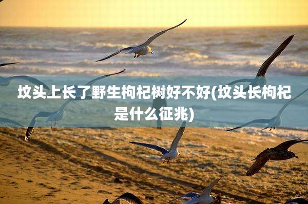 坟头上长了野生枸杞树好不好(坟头长枸杞是什么征兆)