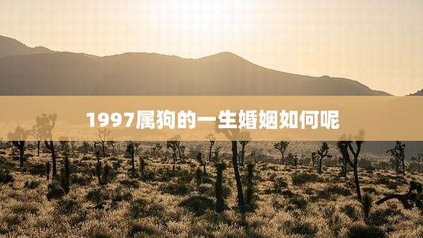 1997属狗的一生婚姻如何呢