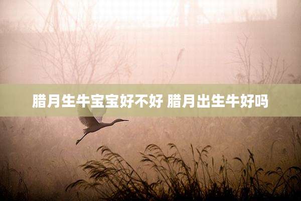 腊月生牛宝宝好不好 腊月出生牛好吗