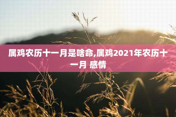 属鸡农历十一月是啥命,属鸡2021年农历十一月 感情