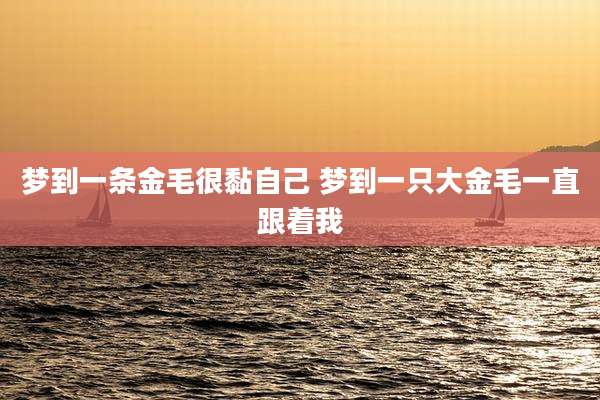 梦到一条金毛很黏自己 梦到一只大金毛一直跟着我