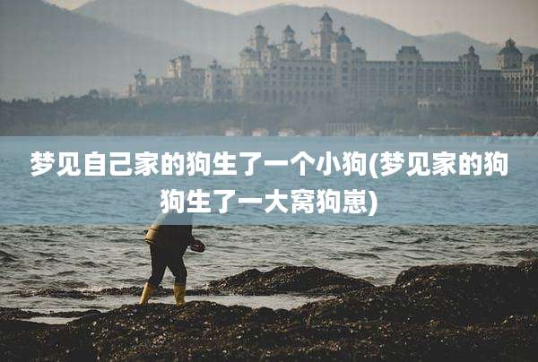 梦见自己家的狗生了一个小狗(梦见家的狗狗生了一大窝狗崽)