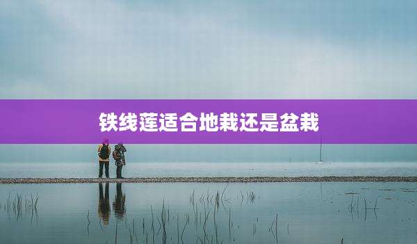 铁线莲适合地栽还是盆栽