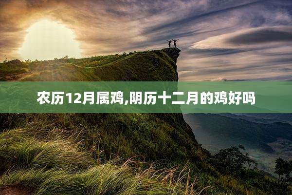 农历12月属鸡,阴历十二月的鸡好吗
