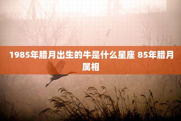 1985年腊月出生的牛是什么星座 85年腊月属相