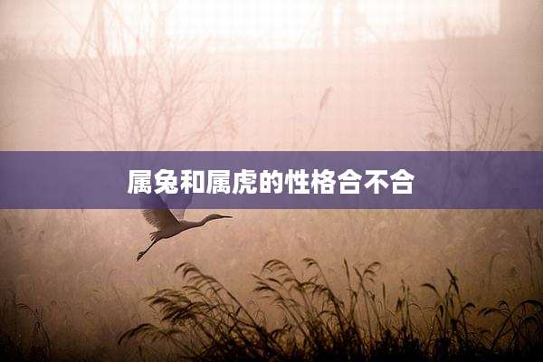 属兔和属虎的性格合不合