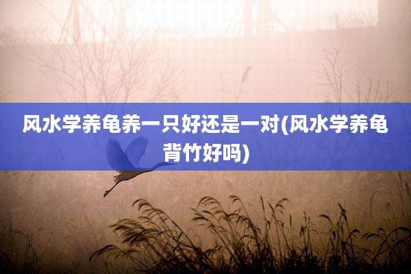 风水学养龟养一只好还是一对(风水学养龟背竹好吗)