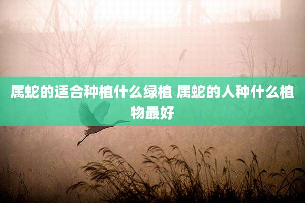 属蛇的适合种植什么绿植 属蛇的人种什么植物最好