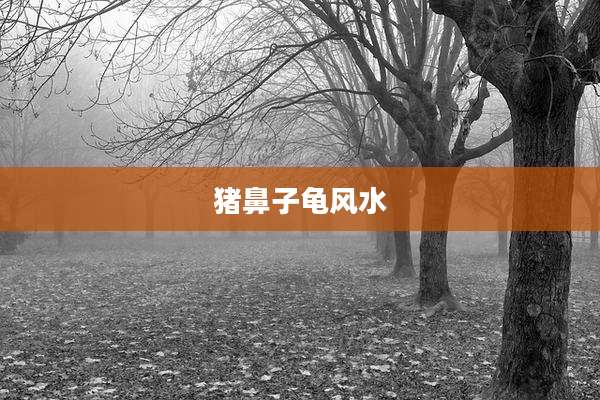 猪鼻子龟风水