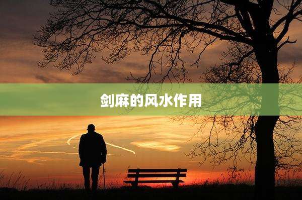 剑麻的风水作用