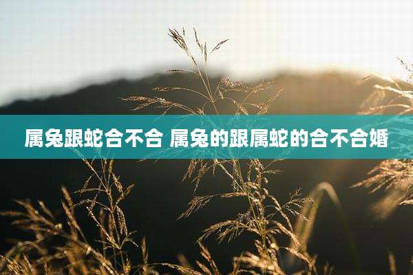 属兔跟蛇合不合 属兔的跟属蛇的合不合婚