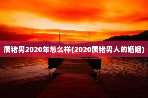 属猪男2020年怎么样(2020属猪男人的婚姻)