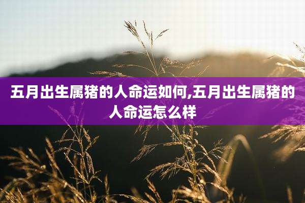 五月出生属猪的人命运如何,五月出生属猪的人命运怎么样