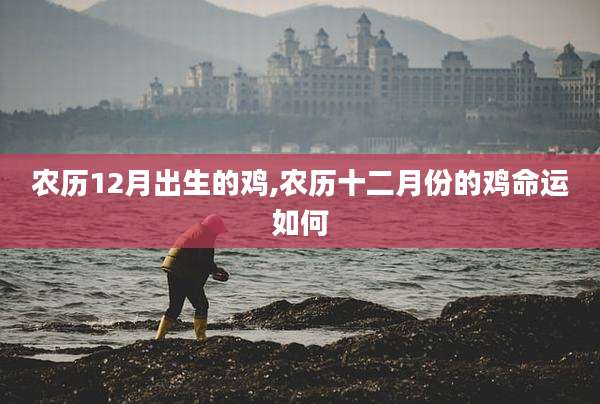 农历12月出生的鸡,农历十二月份的鸡命运如何